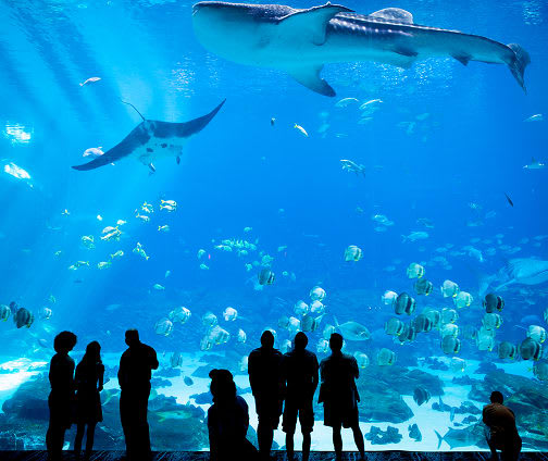 Carrousel Aquarium Atlanta Image