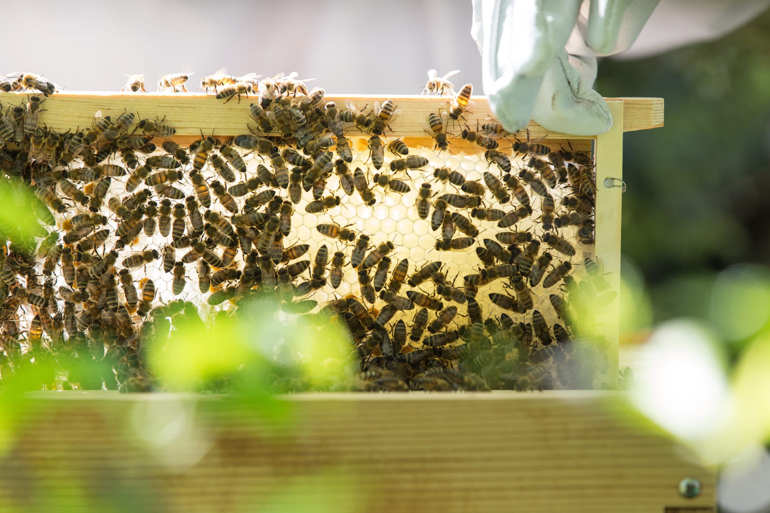 An image shows bees, nature's version of an intelligent swarm.